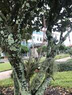 Image of Manatee River airplant