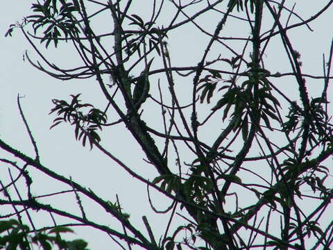 Image of Emerald Toucanet