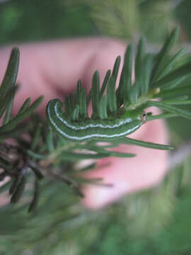 Image of European Spruce Sawfly