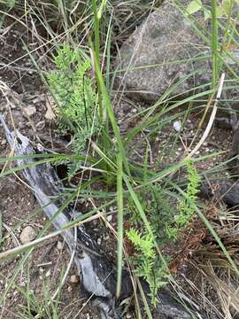 Image of Chlorophytum recurvifolium (Baker) C. Archer & Kativu