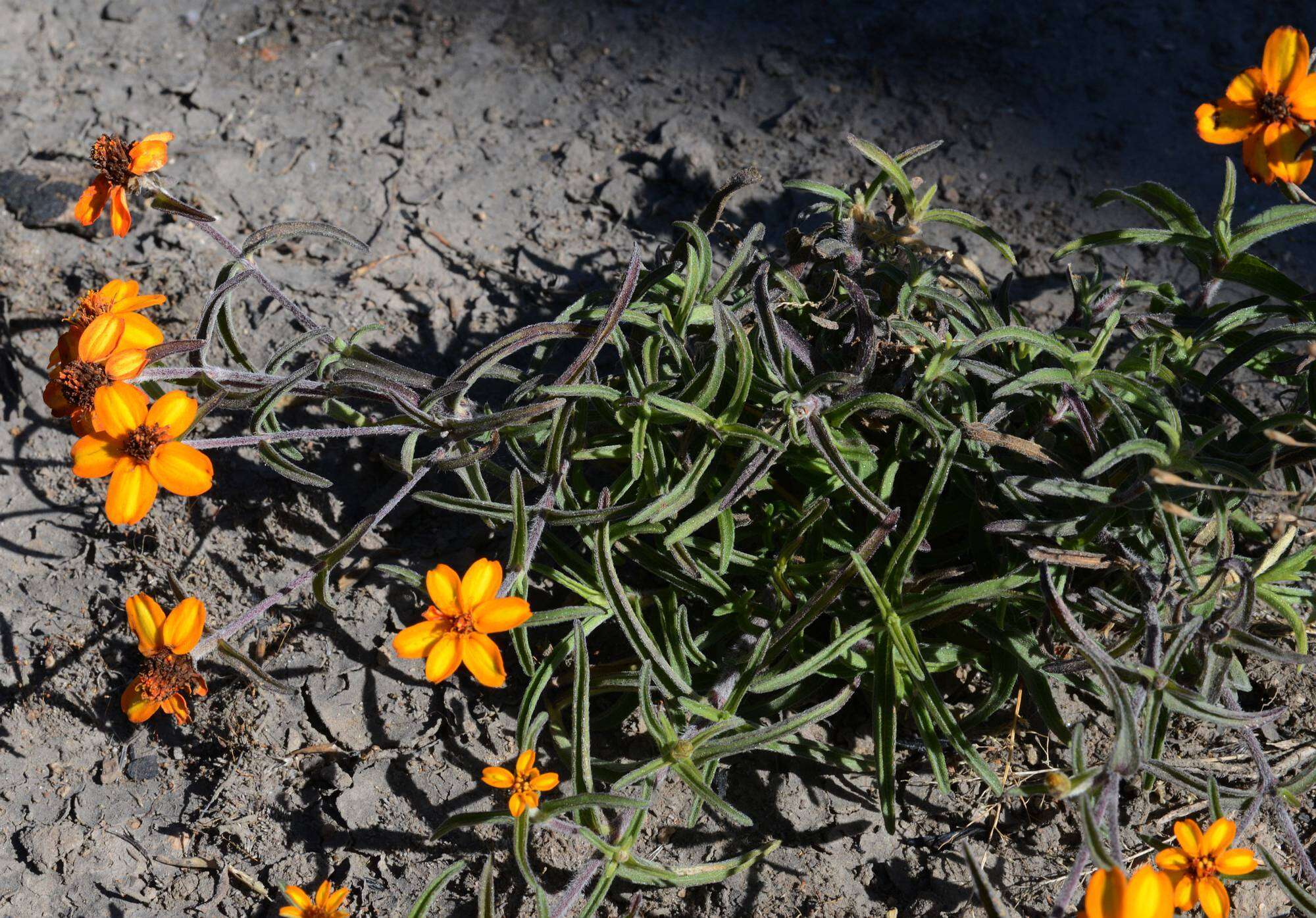 Image of narrowleaf zinnia