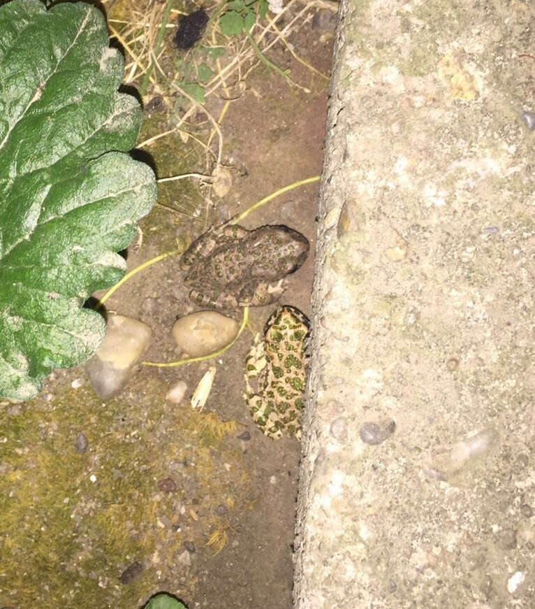 Image of European green toad