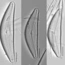 Image of <i>Cymbella neocistula</i> var. <i>islandica</i> Krammer 2002