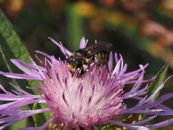 Image of Megachile octosignata Nylander 1852