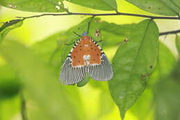 Image of Peridrome orbicularis Walker 1854