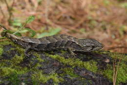 Image de Barisia rudicollis (Wiegmann 1828)