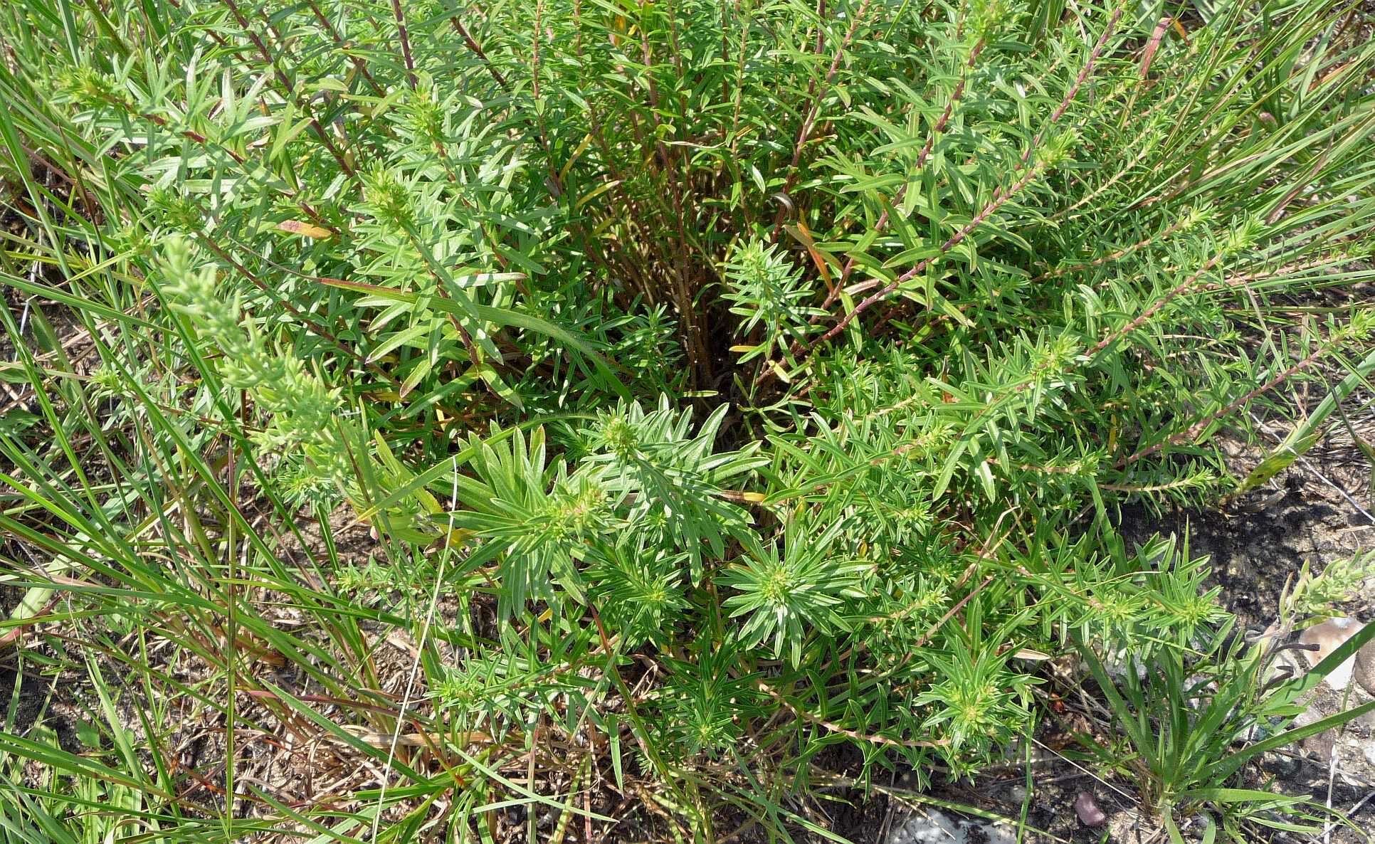 Image of Ionactis linariifolia (L.) Greene