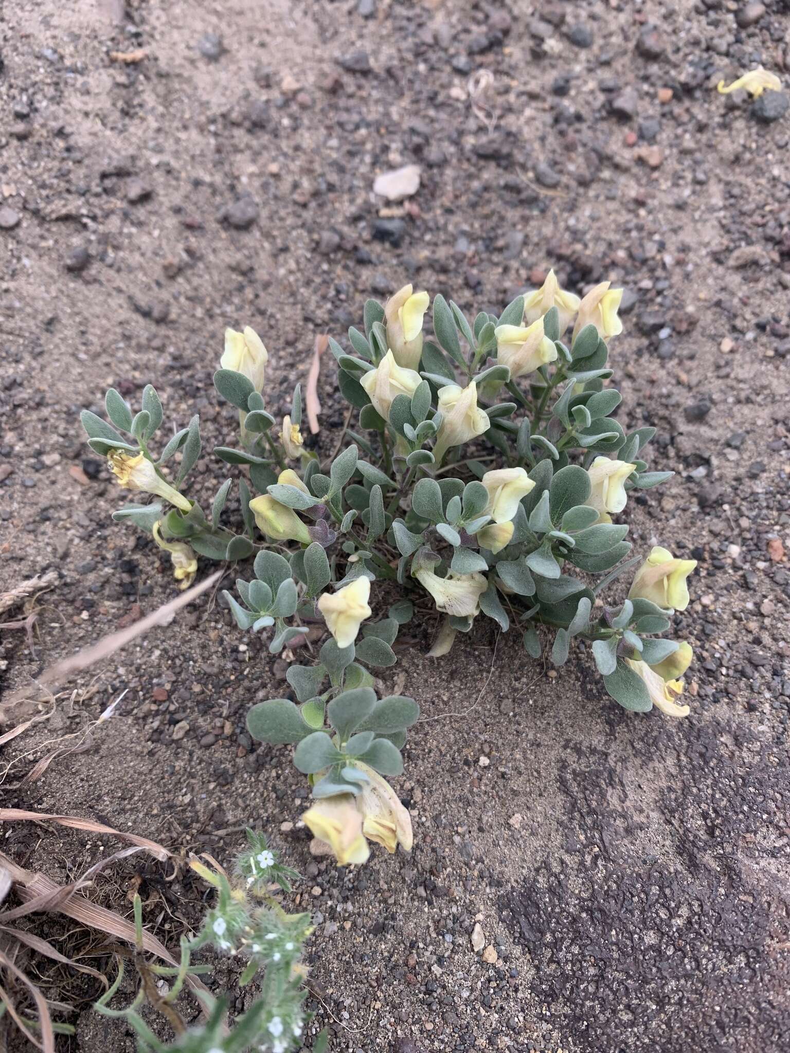 Image of dwarf skullcap