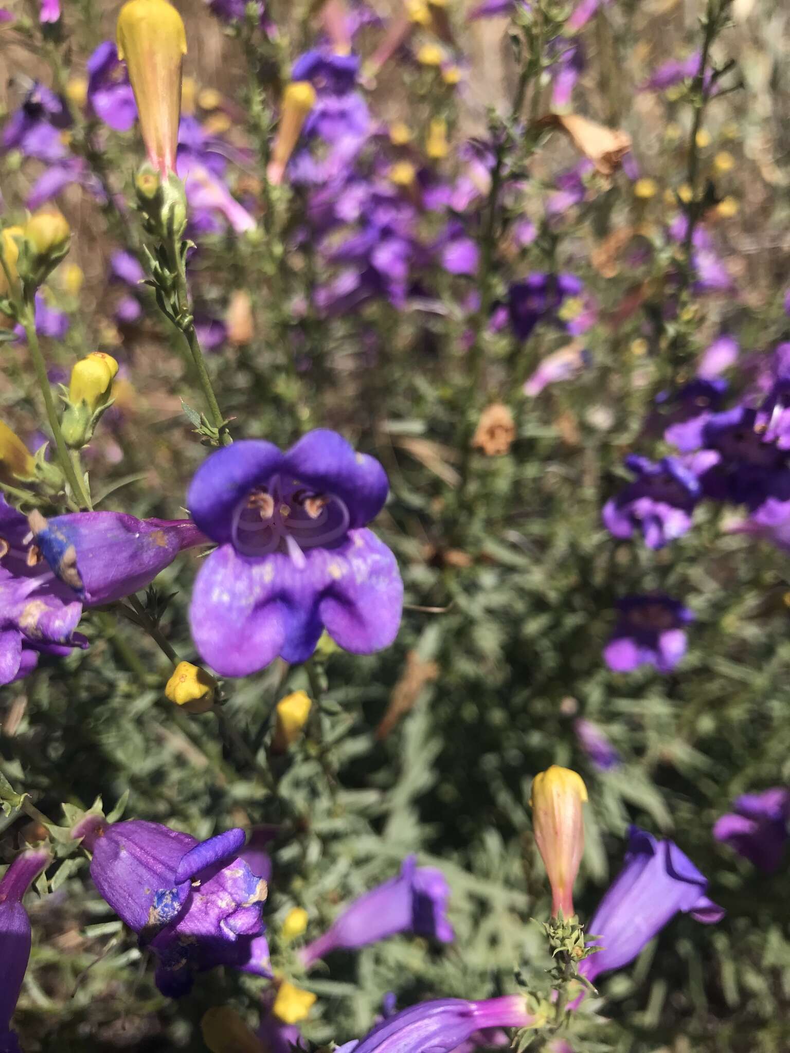 Image of foothill beardtongue