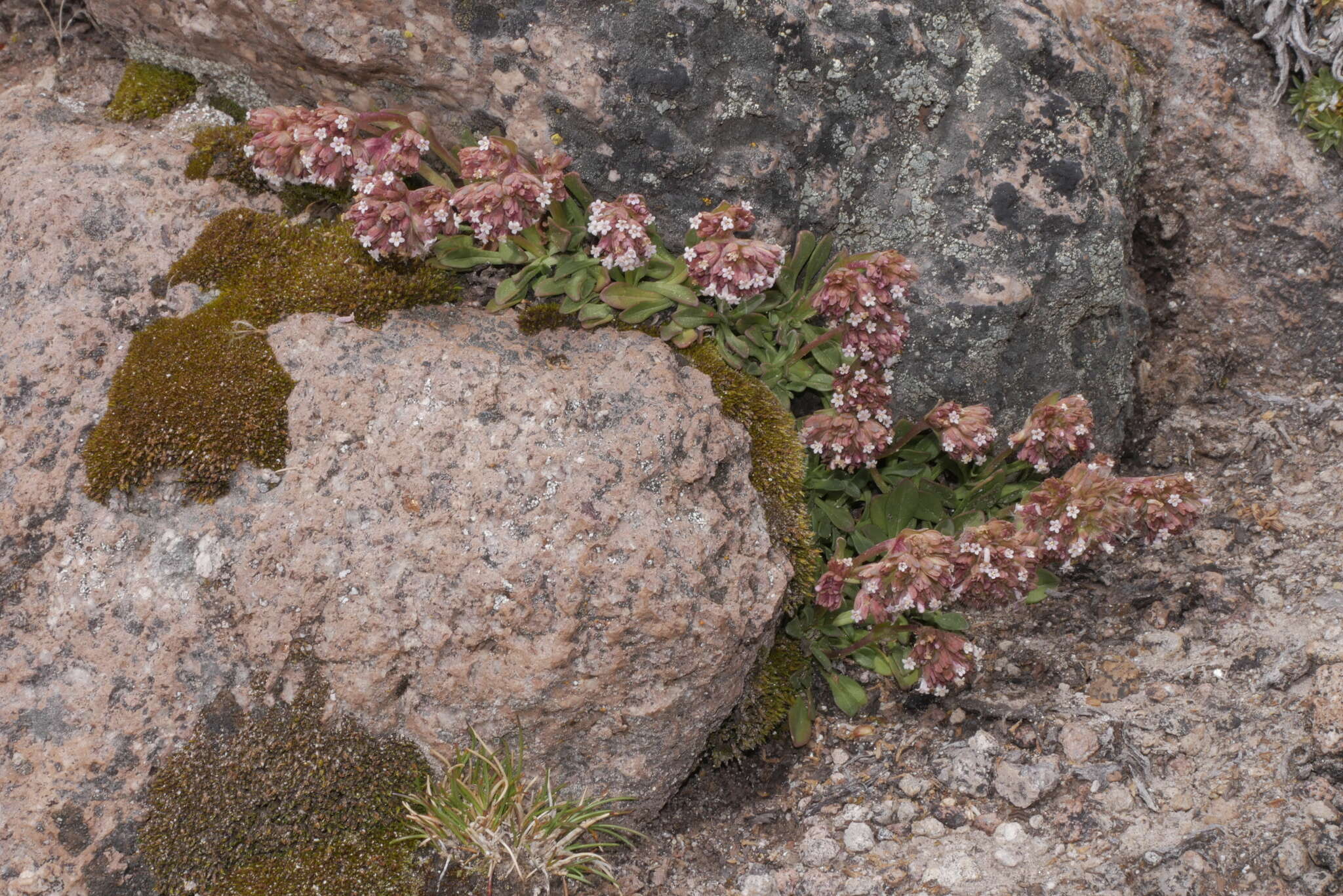 Image of Valeriana nivalis Wedd.