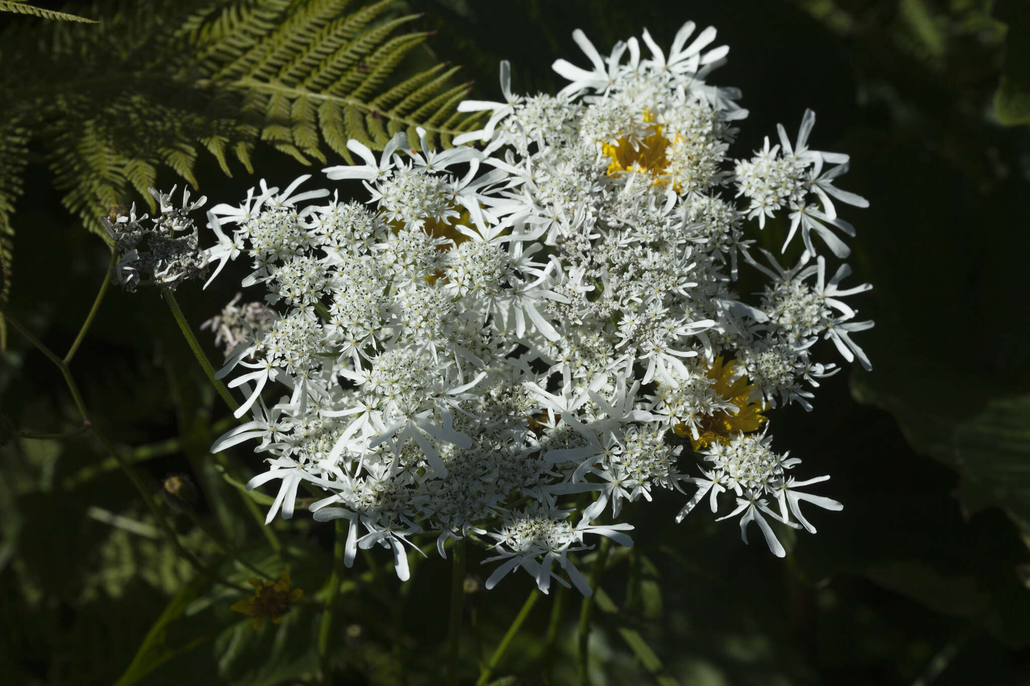 صورة Heracleum apiifolium Boiss.