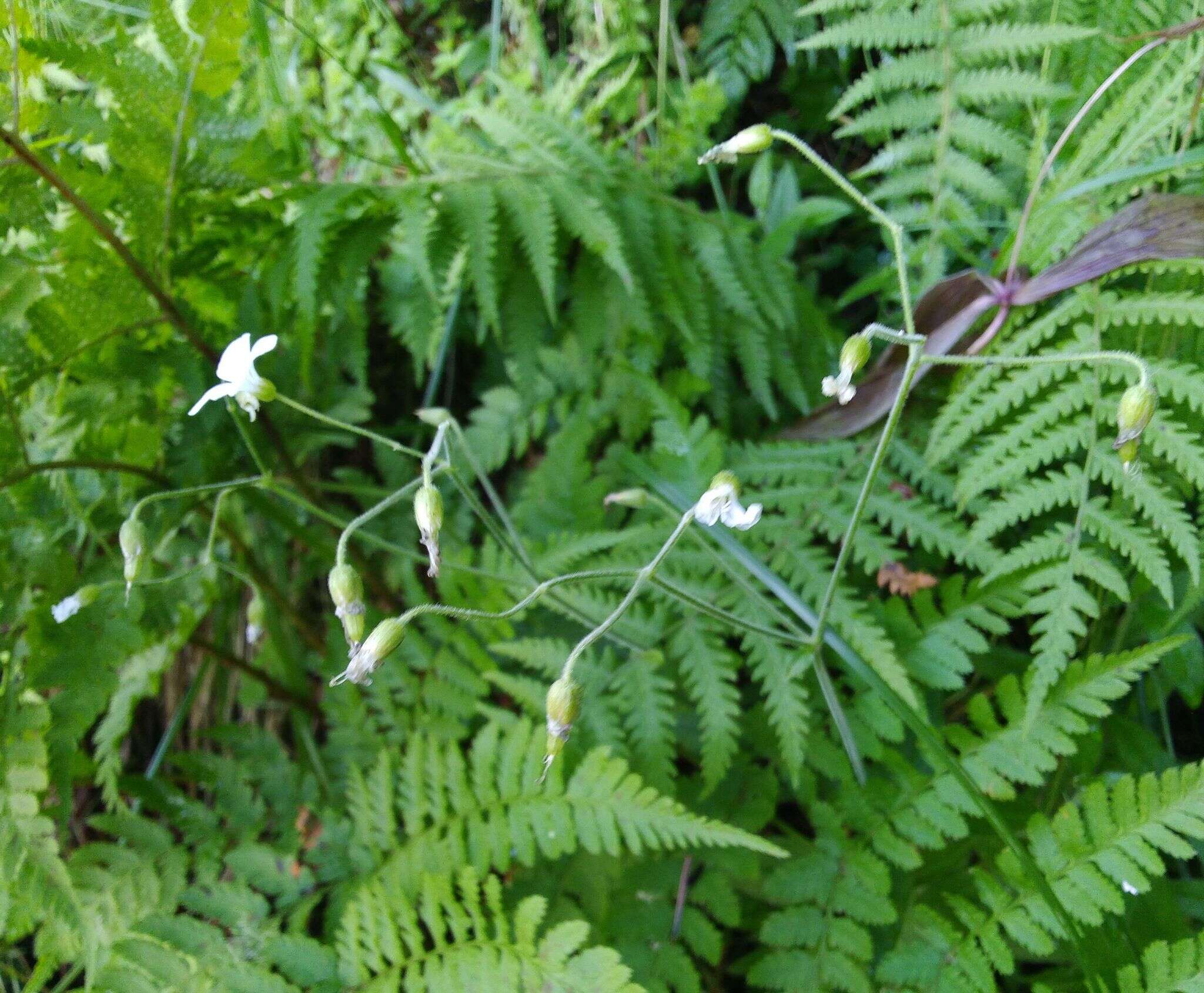 Plancia ëd Cerastium pauciflorum Stev. ex Ser.