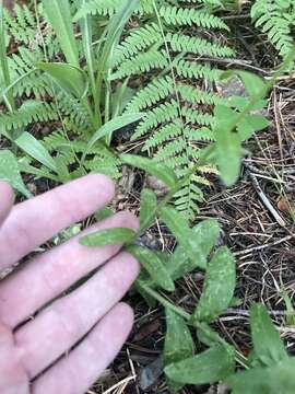 Image of Arizona fleabane