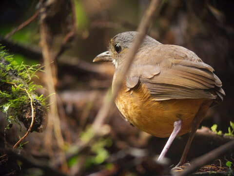 Image of Moustached Antpitta