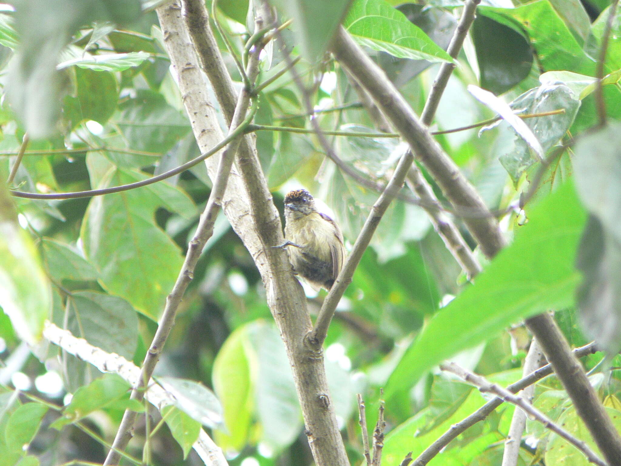 Image of Olivaceous Piculet