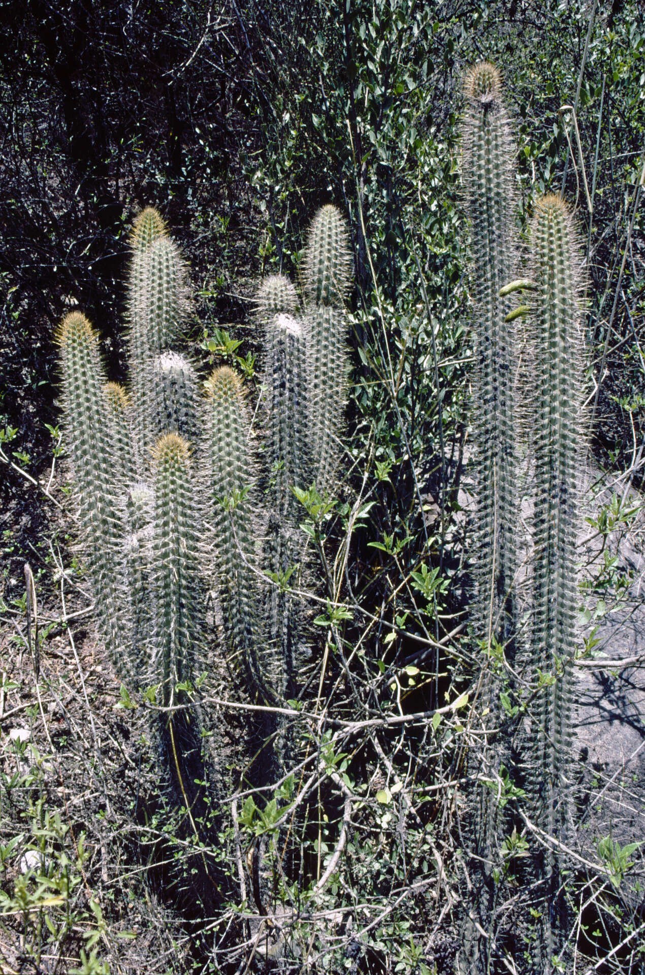 Image de Cleistocactus morawetzianus Backeb.