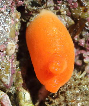 Image of Sea peach