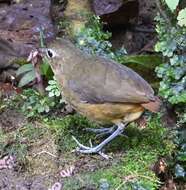 Image of Plain-backed Antpitta