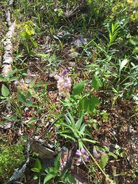 Image of Sampson's-Snakeroot