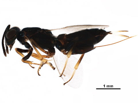 Image of <i>Eupelmus annulatus</i> Nees 1834