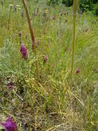 Image of Ferula tatarica Fischer ex Sprengel