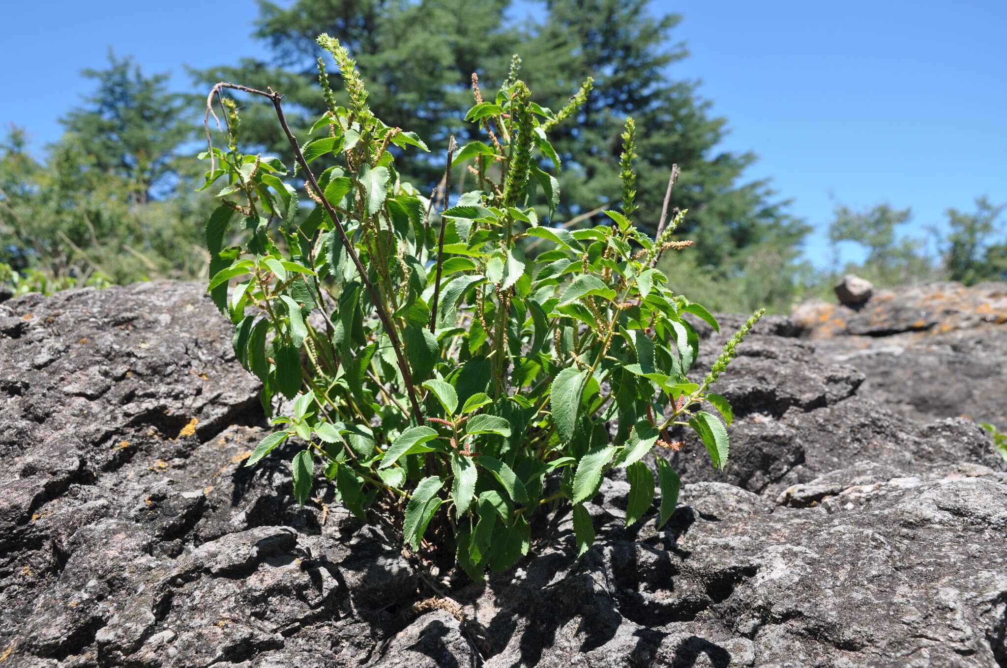 Image of Acalypha communis Müll. Arg.