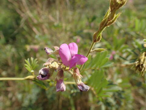 Image of Tephrosia polystachya E. Mey.