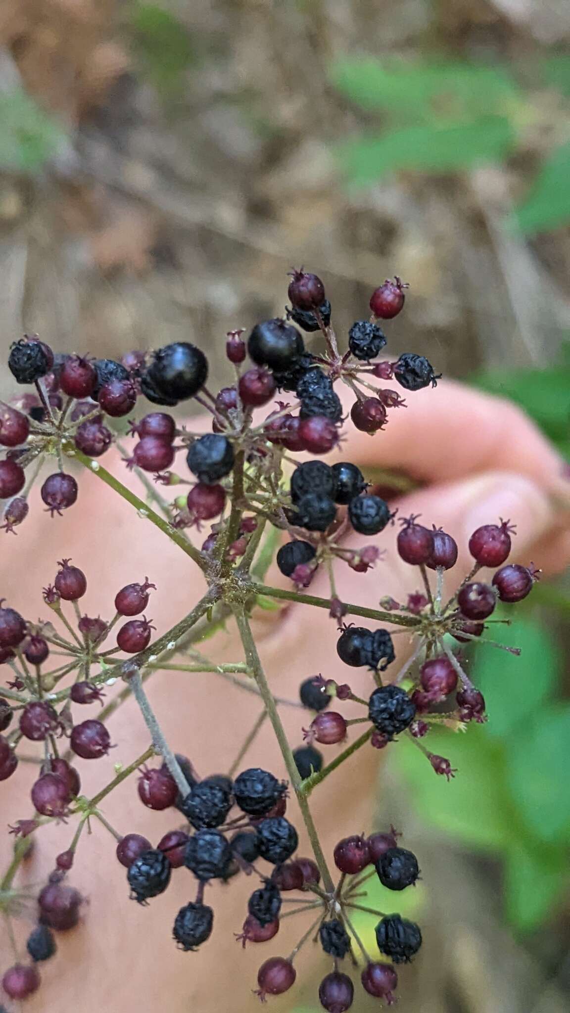 Image of American spikenard