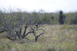 Image of Northern Aplomado Falcon