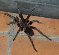 Image of Costa Rican Bluefront Tarantula