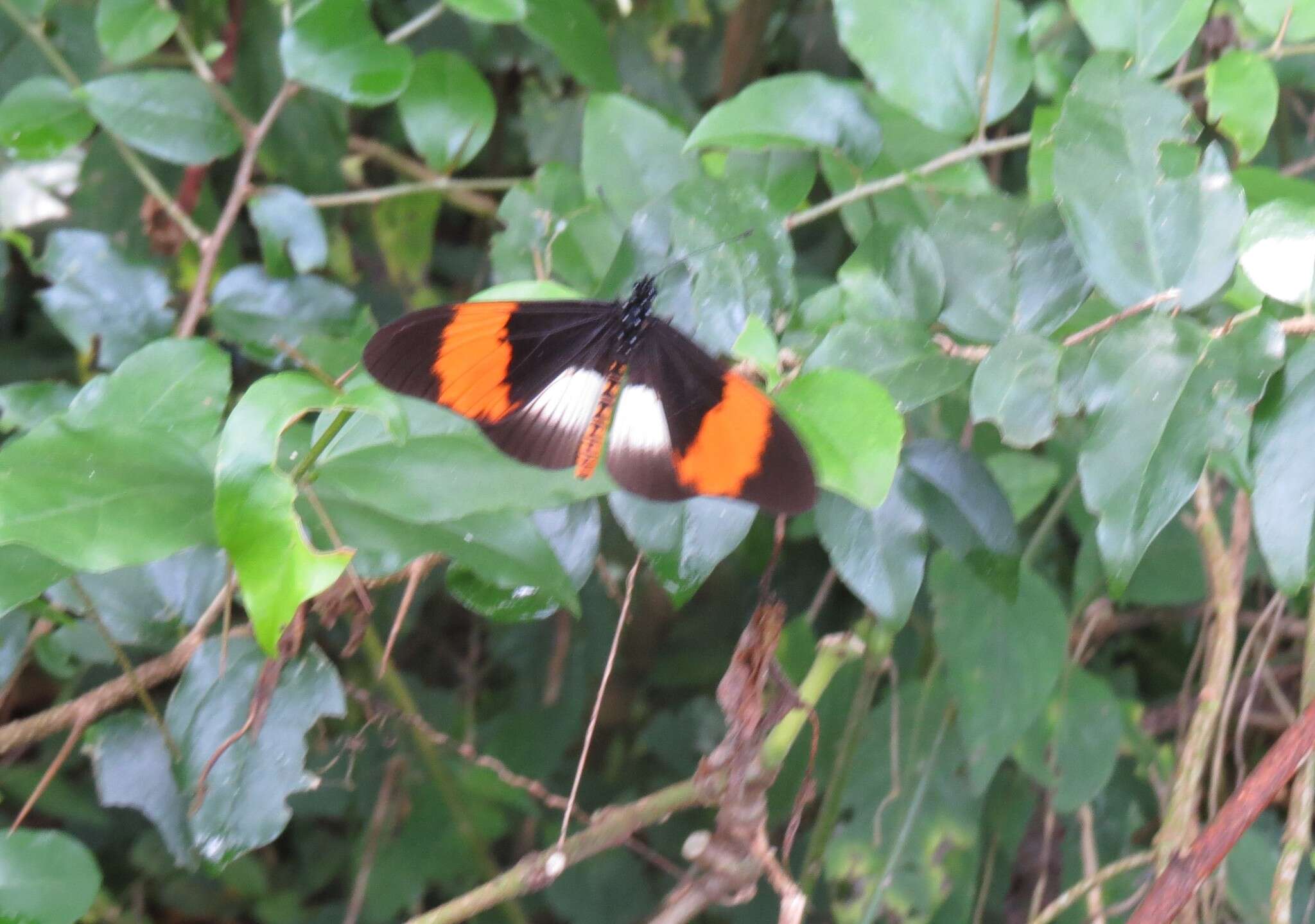 Image de Acraea poggei nelsoni Grose-Smith & Kirby 1892