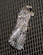Image of Lawn armyworm