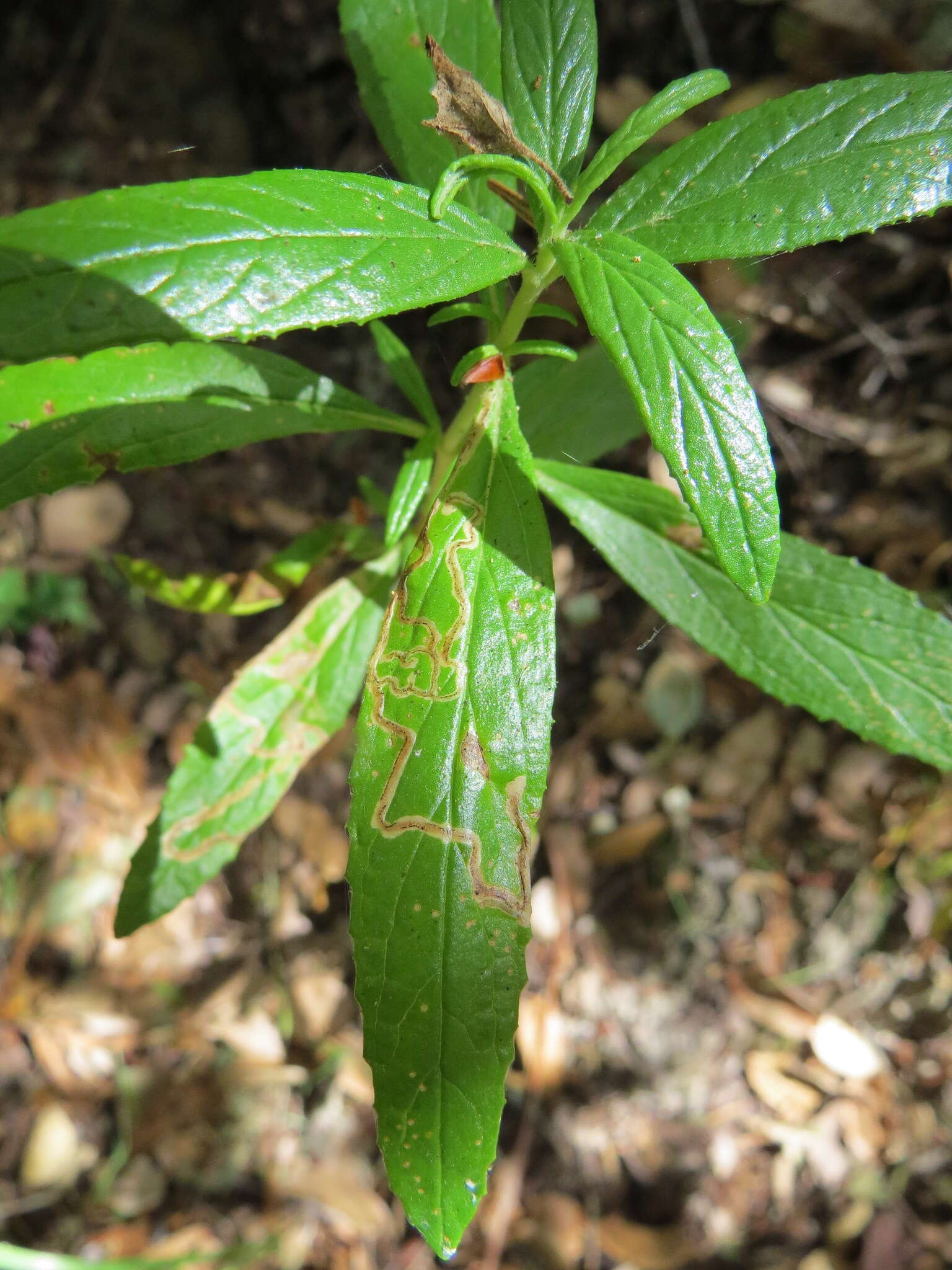 Image of <i>Phytomyza mimuli</i>