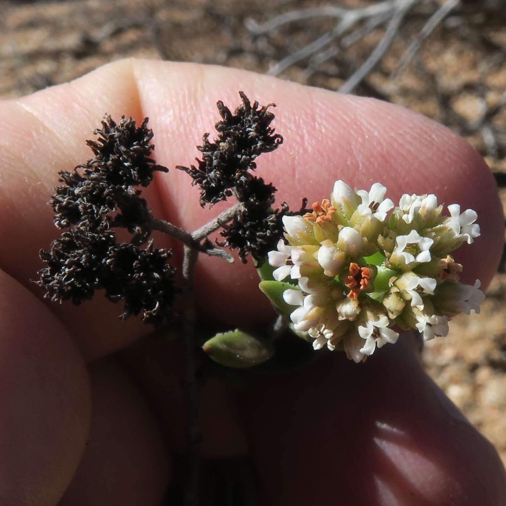 Image of Crassula rudolfii Schönl. & Baker fil.