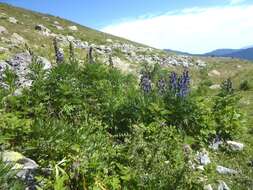 Aconitum burnatii Gayer的圖片