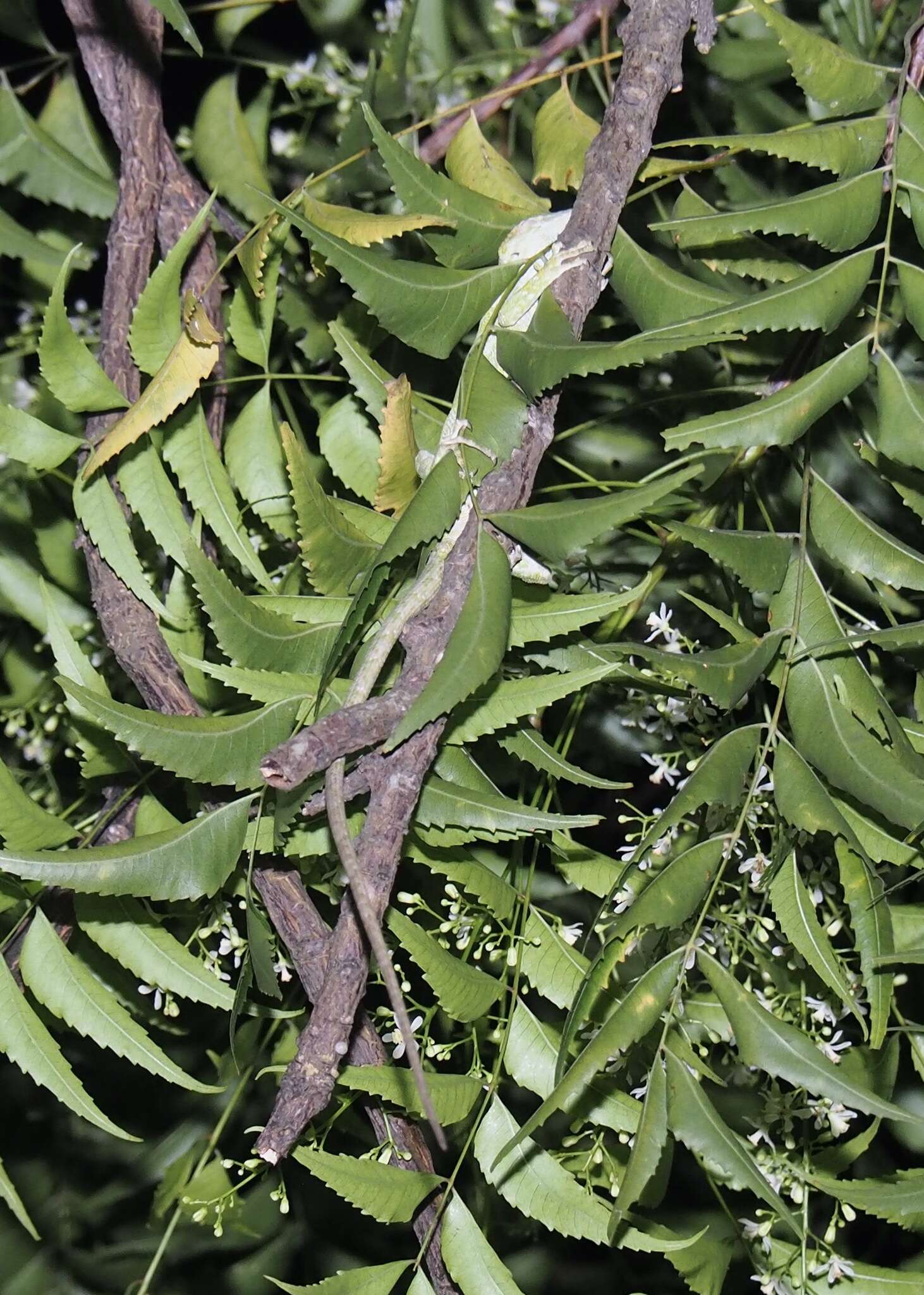 Image of Werner's Bush Anole