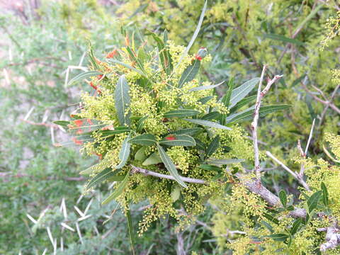 Image of African sumac