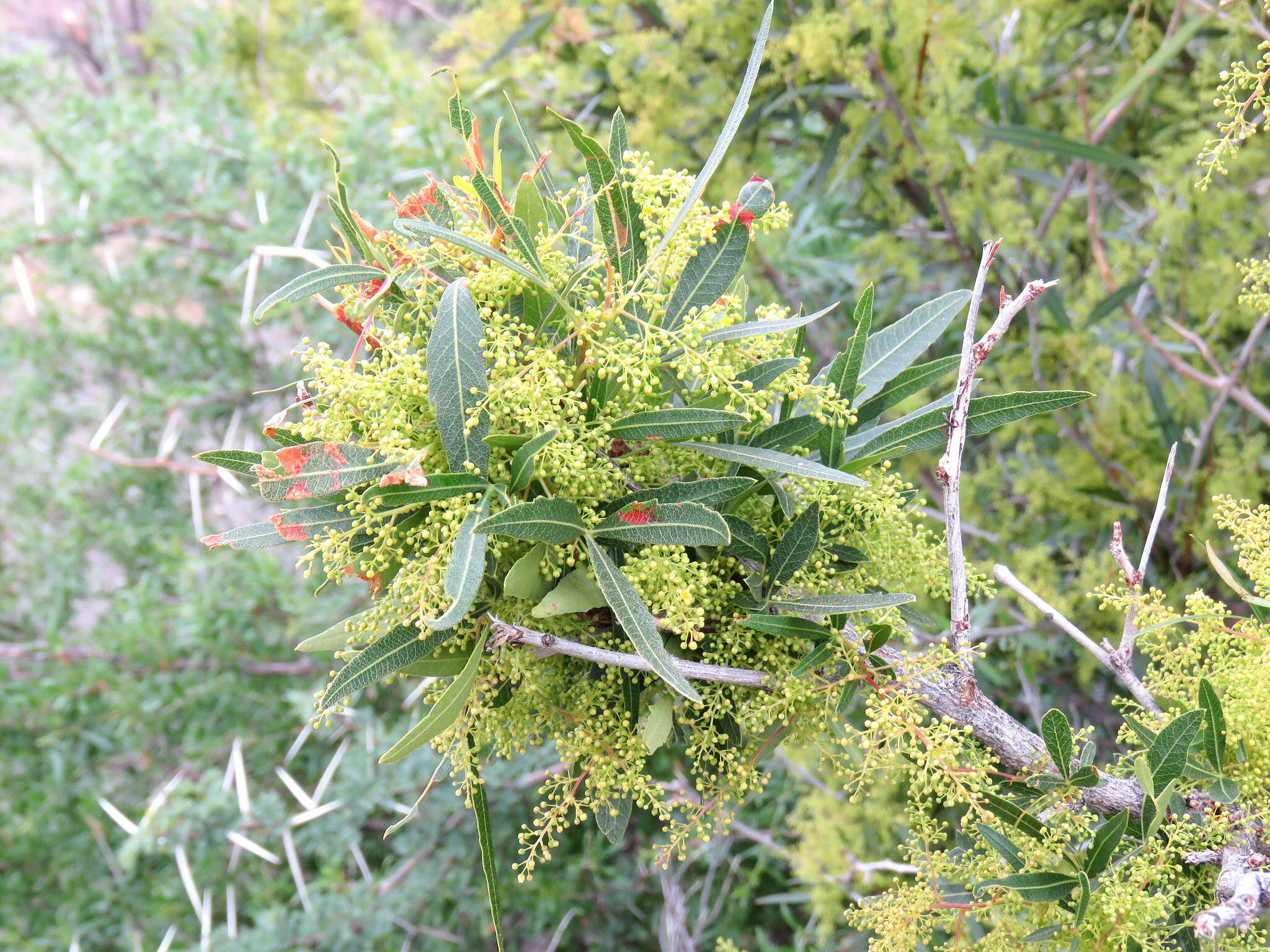 Image of African sumac