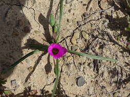 Image of Romulea tetragona M. P. de Vos