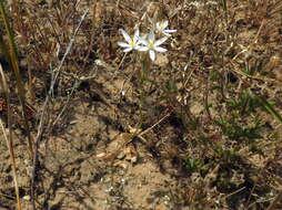 Imagem de Ornithogalum pilosum L. fil.