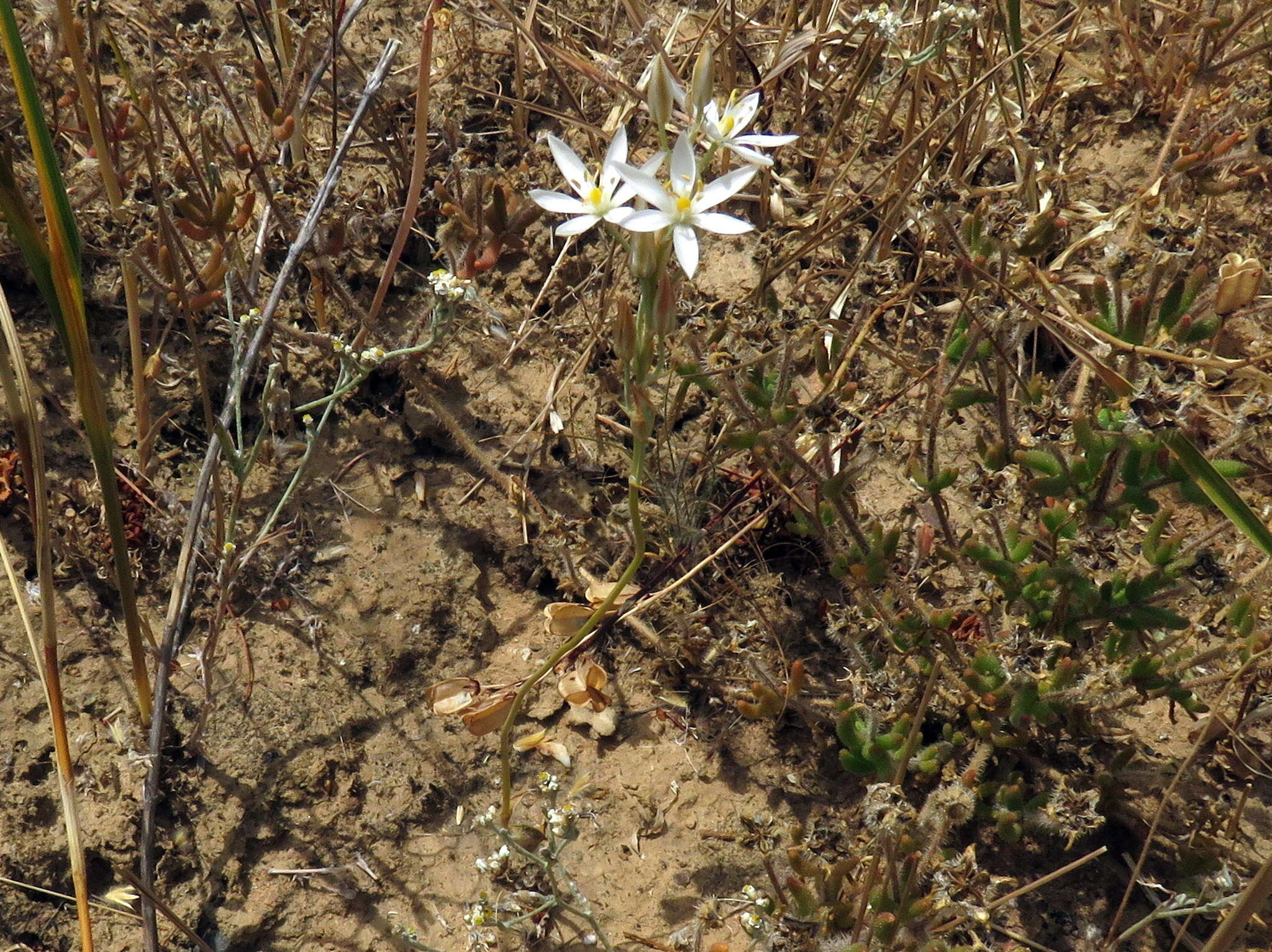 Imagem de Ornithogalum pilosum L. fil.