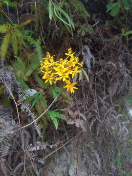 Image de Epidendrum aura-usecheae Hágsater, Rinc.-Useche & O. Pérez