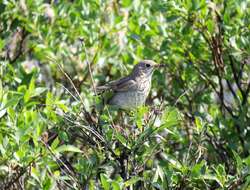 Image of Gray-cheeked Thrush