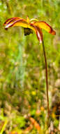 Image of sweet pitcherplant