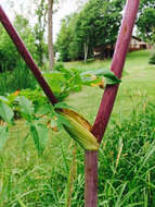 صورة Angelica atropurpurea L.