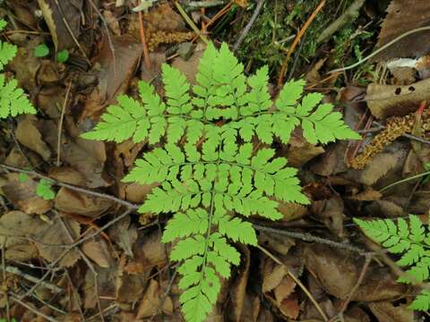 Dryopteris amurensis (Milde) Christ resmi