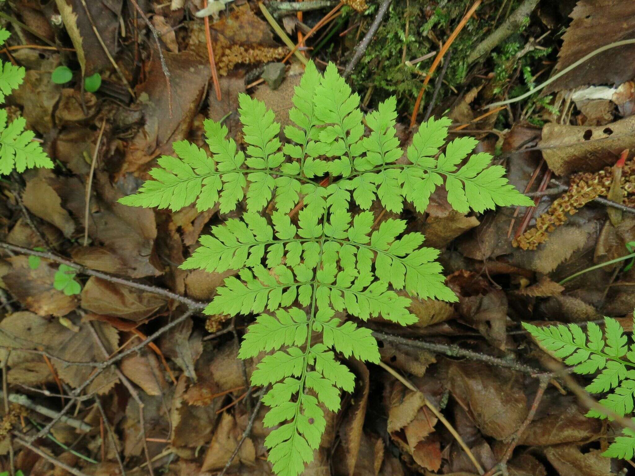 Image of Dryopteris amurensis (Milde) Christ