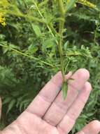 Image de Solidago odora subsp. chapmanii (A. Gray) Semple