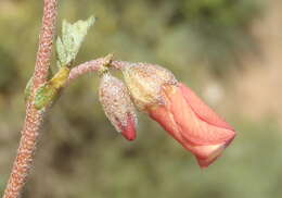 Image of Hermannia pulverata Andr.