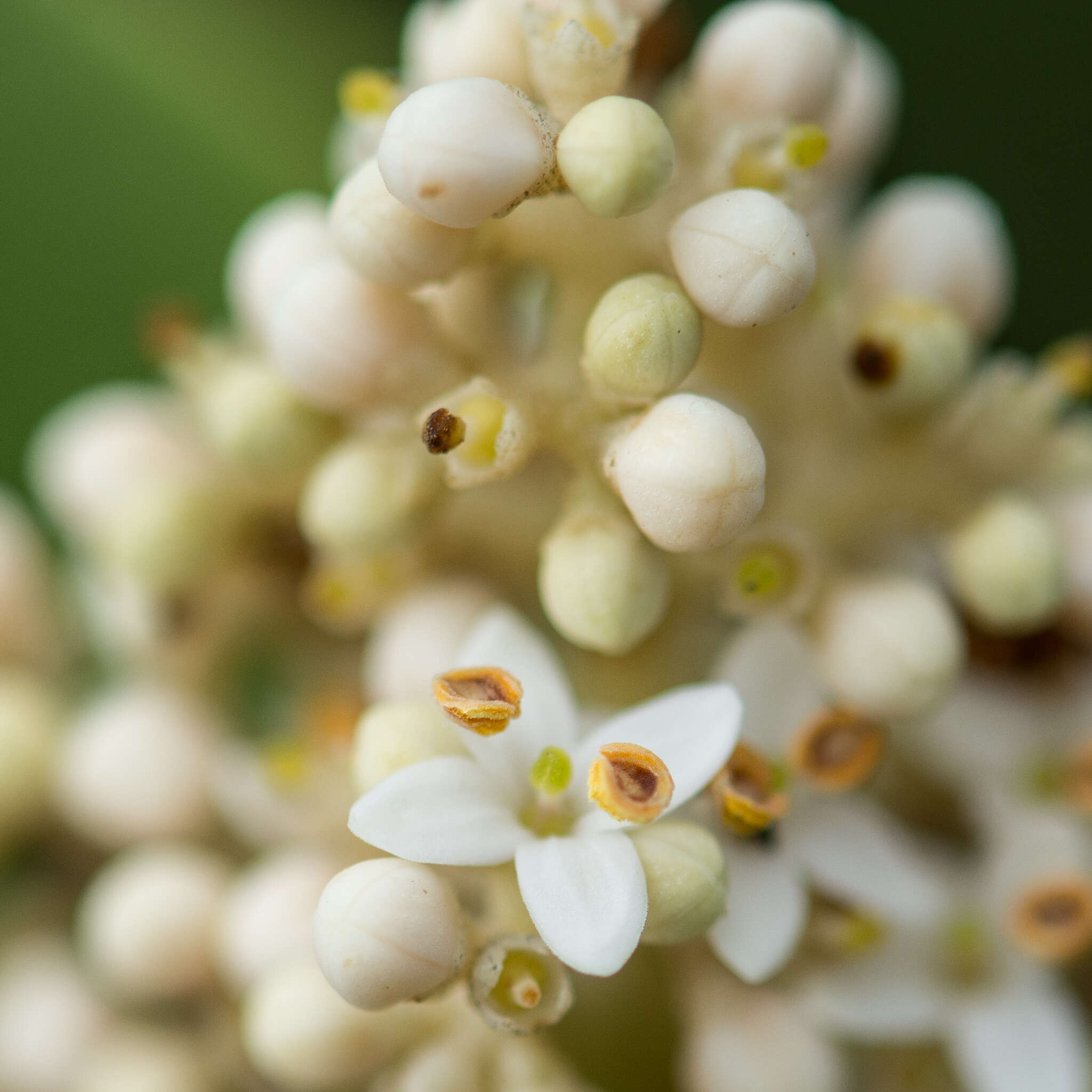 Plancia ëd Olea capensis L.